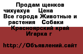 Продам щенков чихуахуа  › Цена ­ 10 000 - Все города Животные и растения » Собаки   . Красноярский край,Игарка г.